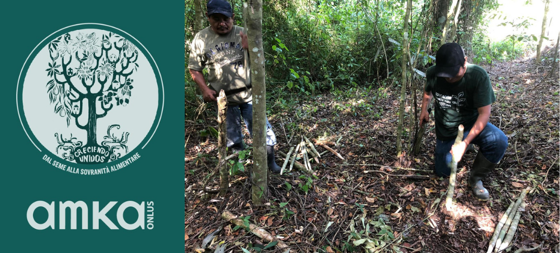 Creciendo Unidos: nasce la piantagione di cacao