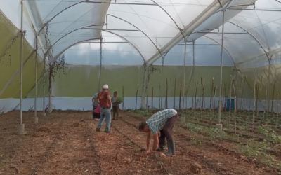Il ruolo dell’Invernadero nel programma di sicurezza alimentare di AMKA