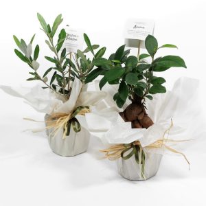 bomboniera alberello di ficus o ulivo